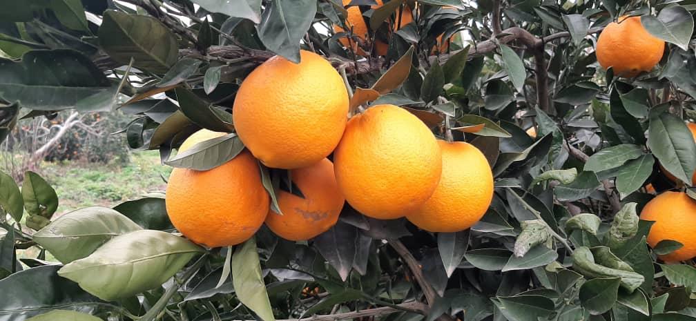 پرتقال تامسون آمل